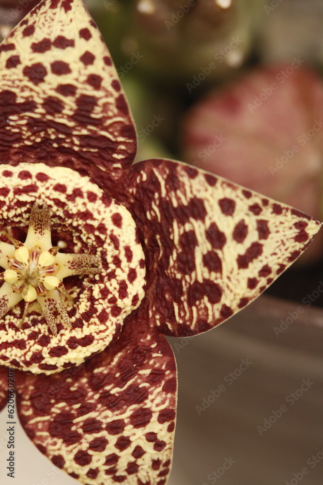 Obraz premium close up de petalos de flor de stapelia orbea variegata color amarillo con puntos magentas en forma de estrella vista cenital