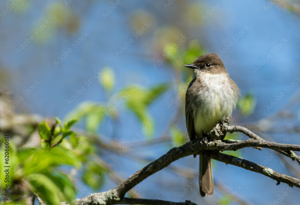 Fototapeta premium An eastern phoebe bird, Sayornis phoebe, perched on a branch with blue sky background
