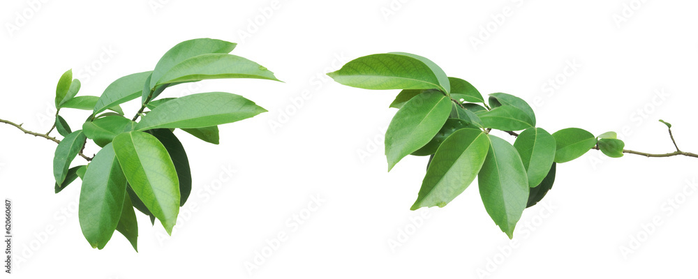 Fresh twig with green leaves isolated on transparent background. Fresh twig with green leaves isolated on transparent background.