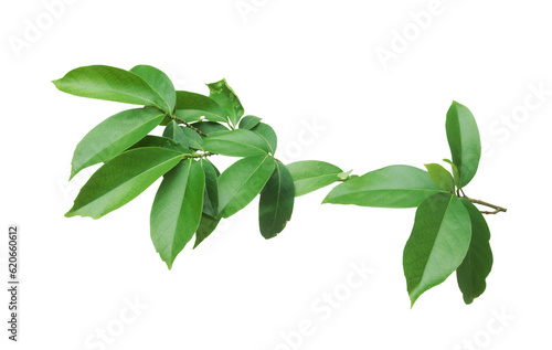 Fresh twig with green leaves isolated on transparent background.