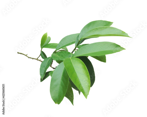 Twig with fresh green leaves isolated on transparent background.