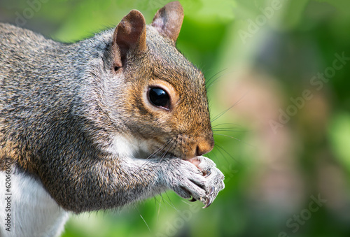 Close-up portrait of North American eastern gray squirrel with paws to mouth eating photo