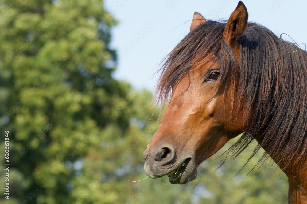 Obraz premium Bay Pony