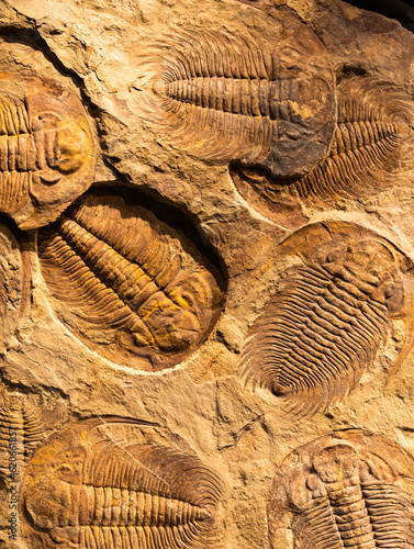 Fossil of Trilobite - Acadoparadoxides briareus - ancient fossilized arthropod on rock.