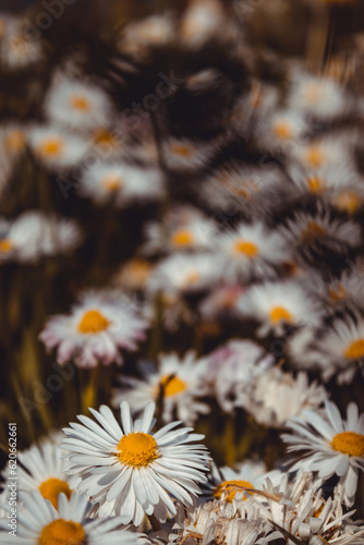 daisies in a garden