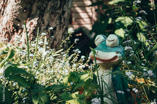 frog in the garden