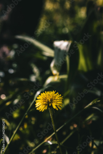 dandelion in the garden