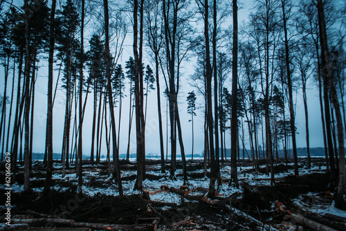 trees in the woods