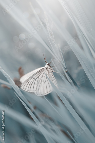 Biały motyl Dyblik liniaczek (Siona lineata)