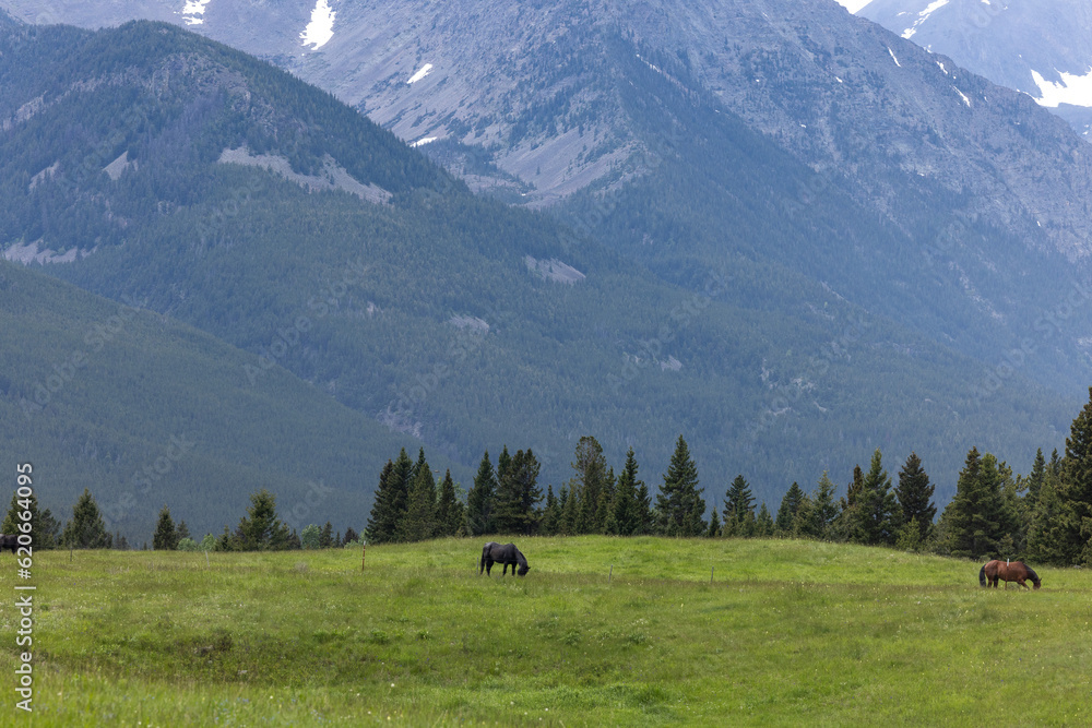 Montana Mountain ranch horses