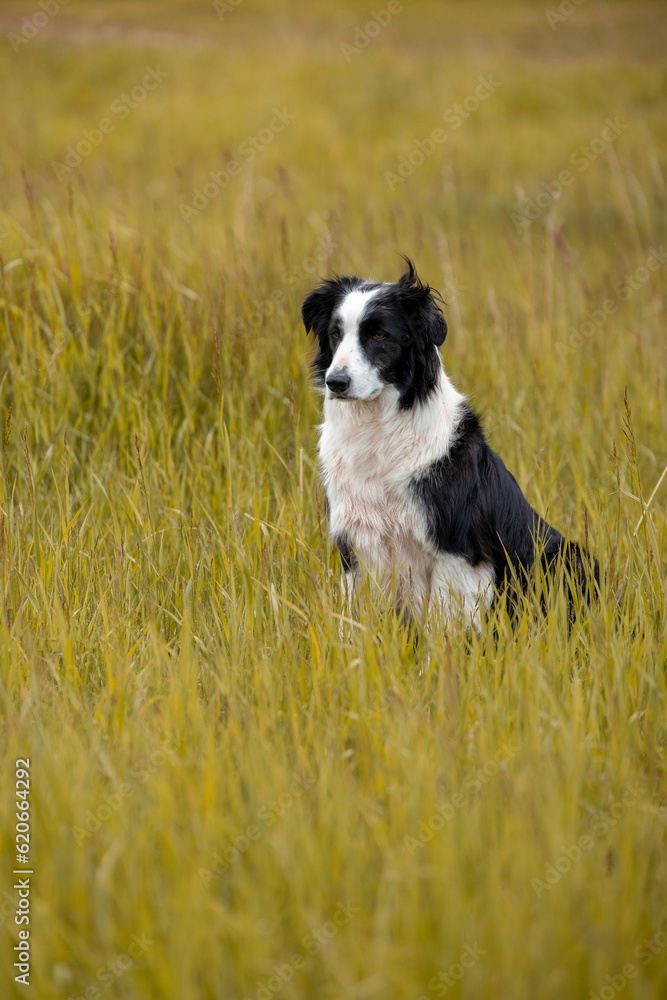 Border Collie Dog sitting in grass Border Collie Dog sitting in grass