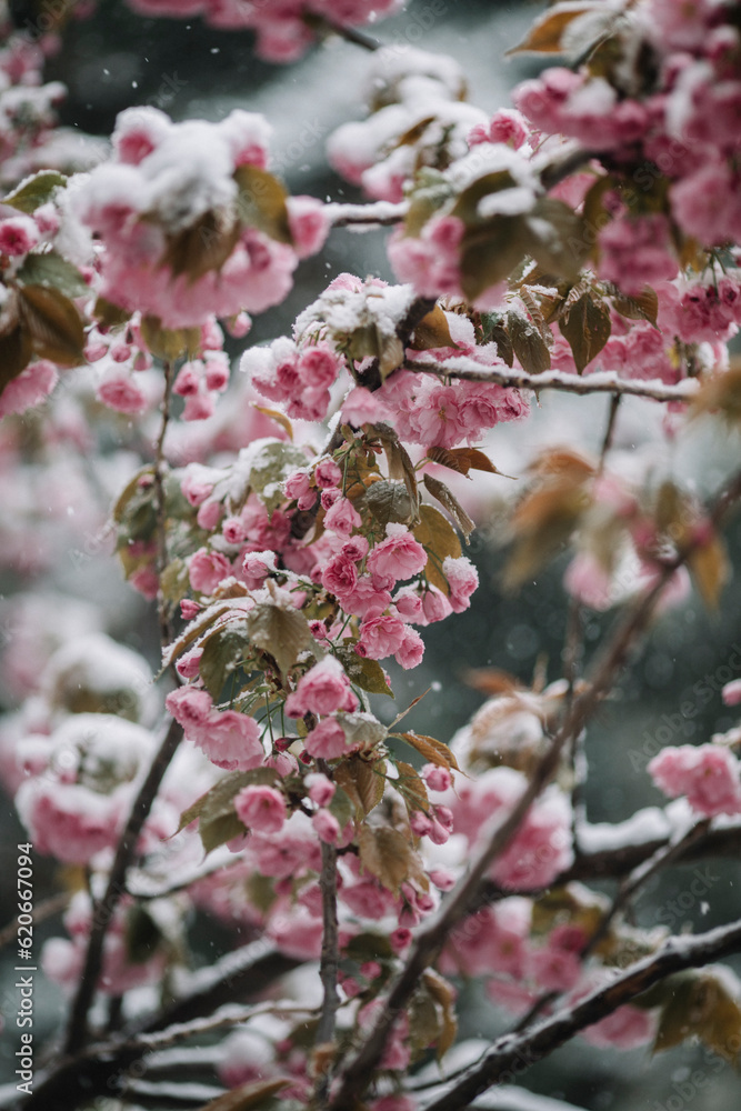 Cherry blossom covered with snow
Cherry blossom covered with snow
