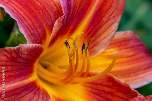 A close up of a bright red daylily with a yellow center (Hemerocallis) in the garden. Gardening, floriculture, undemanding plants. Macro photography. photo