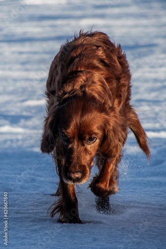 Irish setter walking towards you in the snow