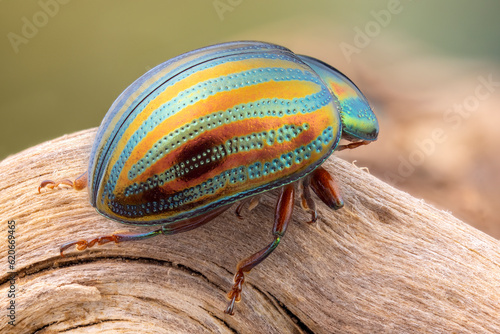 close up of a colorful rosemarry beetle on a branch.
