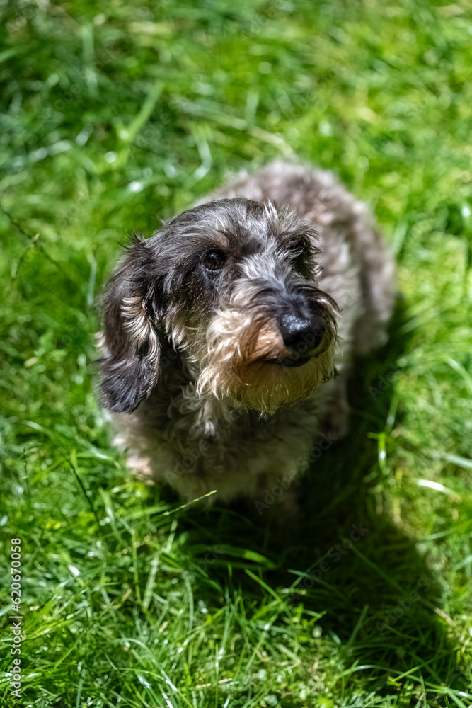 A wirehaired dachshund, cute dog