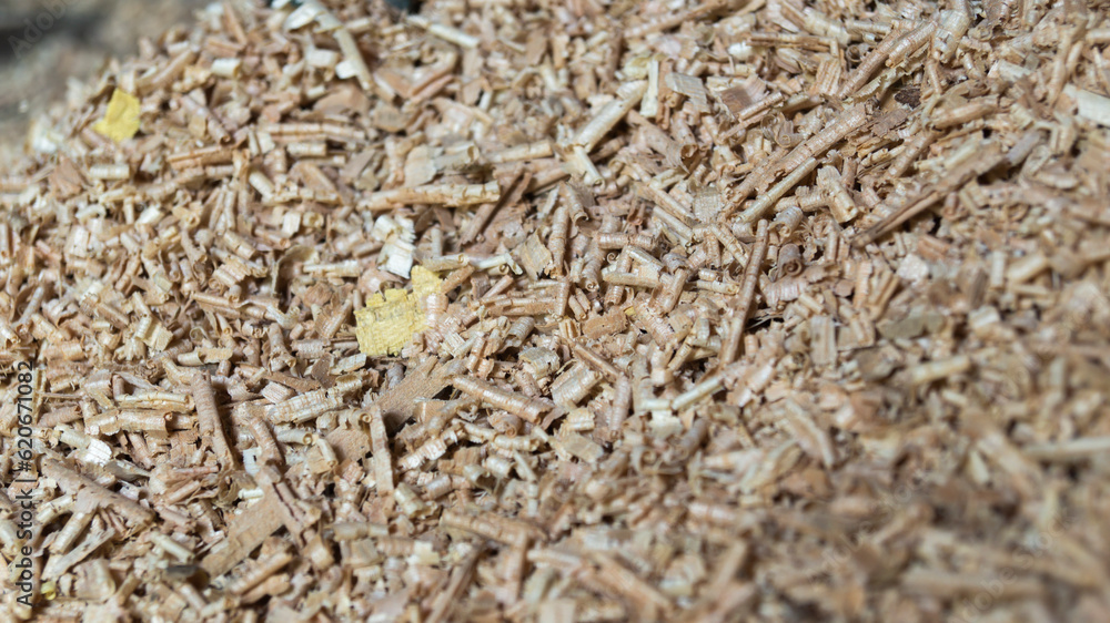 Wood shavings. Tree sawdust close-up Wood shavings. Tree sawdust close-up