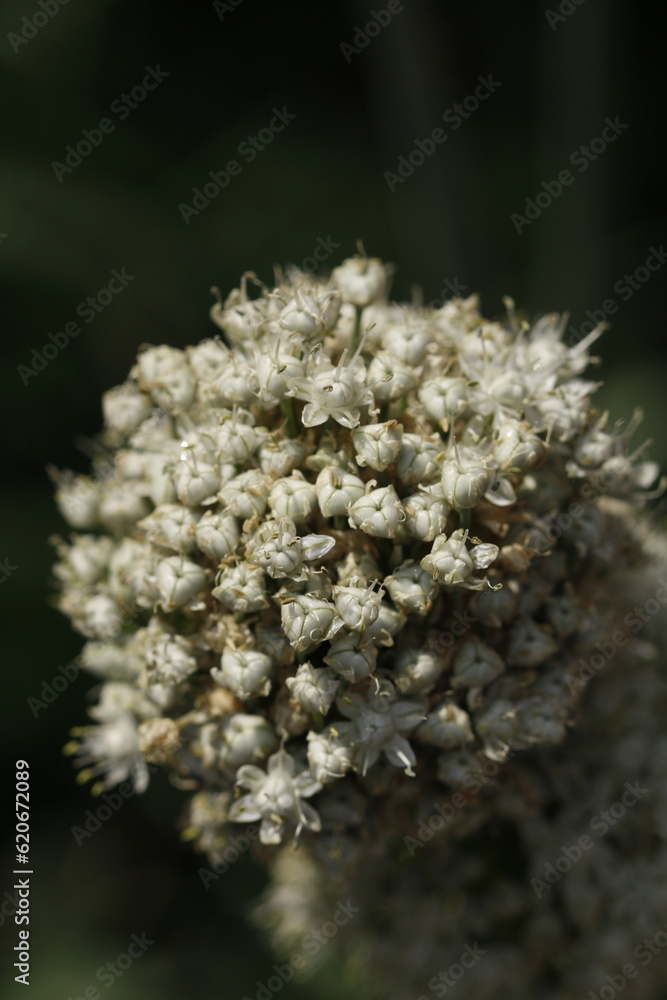 racimo de botones y flores blancas de cebolla closeup con fondo oscuro racimo de botones y flores blancas de cebolla closeup con fondo oscuro