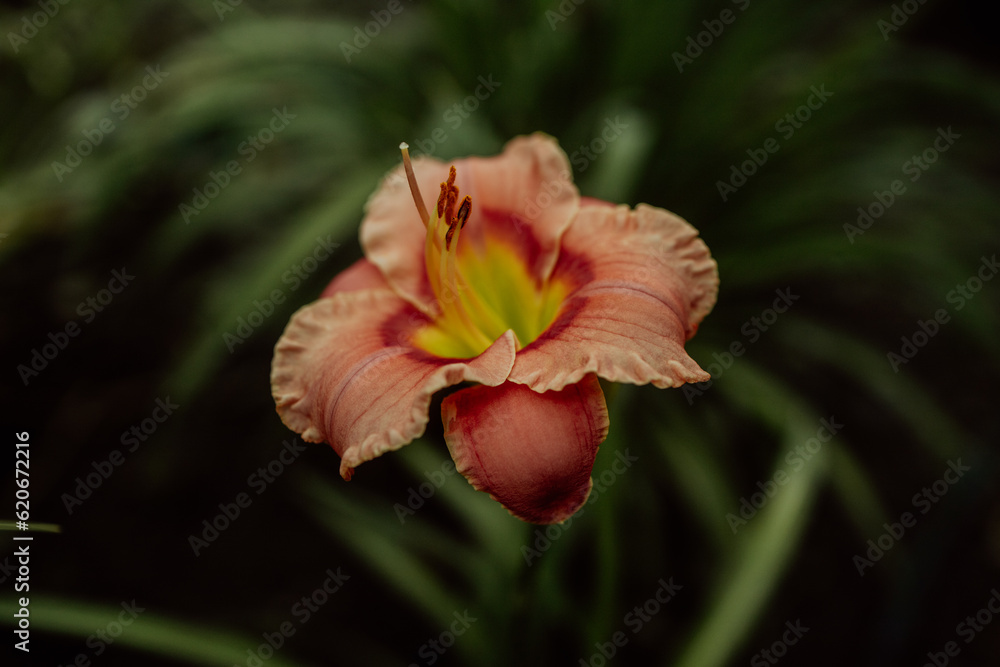 red and yellow flower red and yellow flower