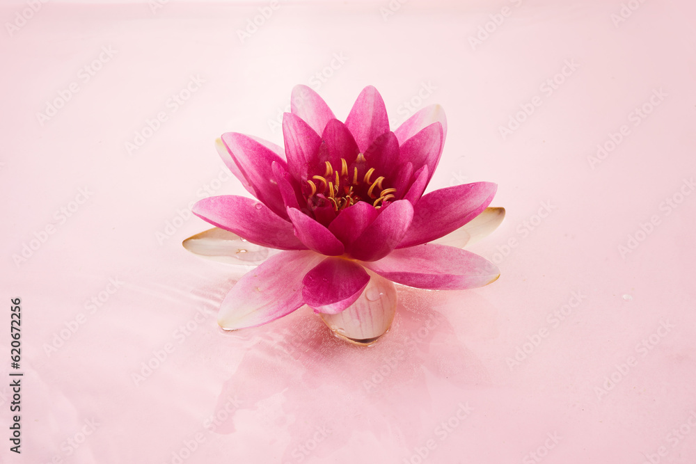A beautiful pink waterlily or lotus flower in pink water.