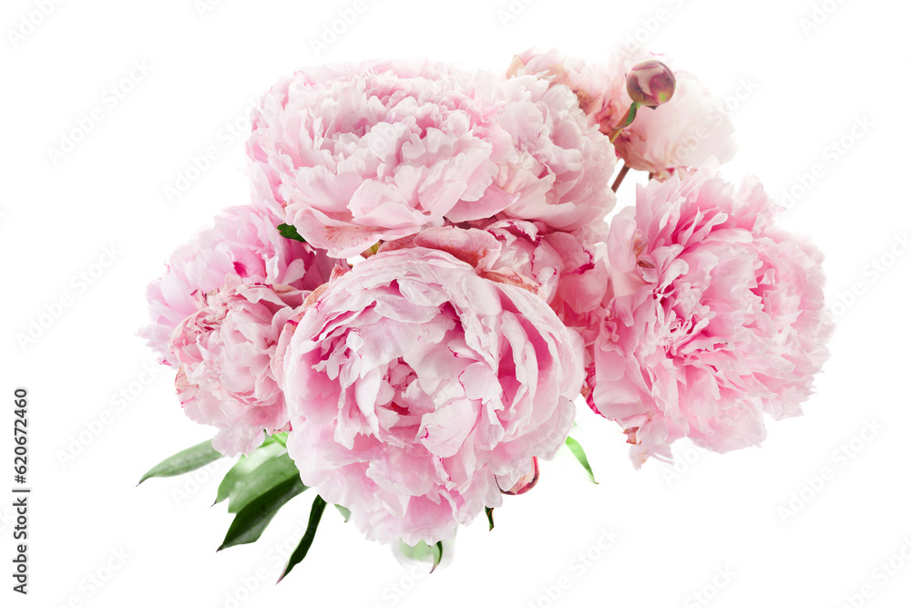 Pink peony flower isolated on white background Pink peony flower isolated on white background