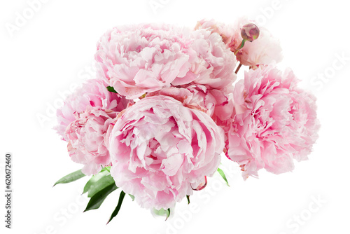 Fototapeta Naklejka Na Ścianę i Meble -  Pink peony flower isolated on white background