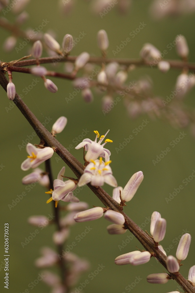 rama de botones florales y flores lila con estambres y pistilos amarillos de cordyline stricta rama de botones florales y flores lila con estambres y pistilos amarillos de cordyline stricta