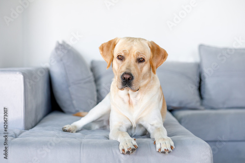 beautiful labrador lies gracefully in the house on the couch, love and trust in the pet