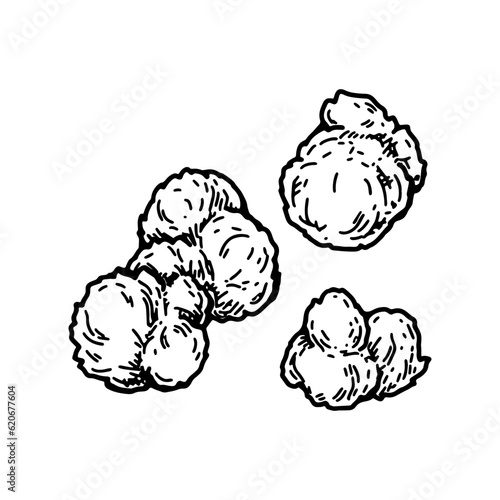 Cannabis bud.  Vintage vector illustration in sketch style. Marijuana plant flower