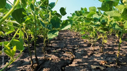 Summer drought conditions apparent with dry soil and thirsty soybean plants. Low angle views of rows of soybean plants in an agricultural field. Soil is dry and cracked from lack of precipitation.