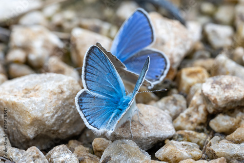Photography blue butterfly on the stone