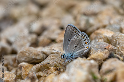 butterfly on the ground