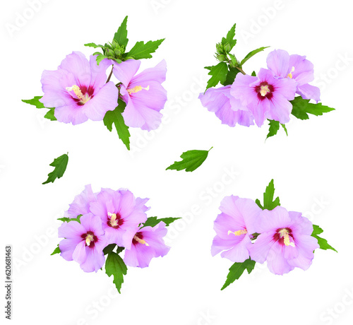 Set of hibiscus flowers and leaves isolated on transparent background. Hibiscus syriacus. Oiseau Bleu.