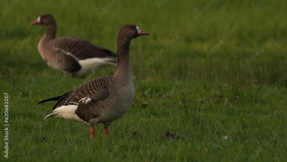 A greater white-fronted goose (Anser albifrons) standing in a meadow A greater white-fronted goose (Anser albifrons) standing in a meadow