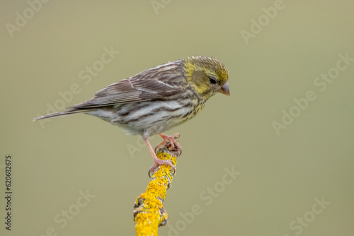 Küçük iskete » European Serin » Serinus serinus photo