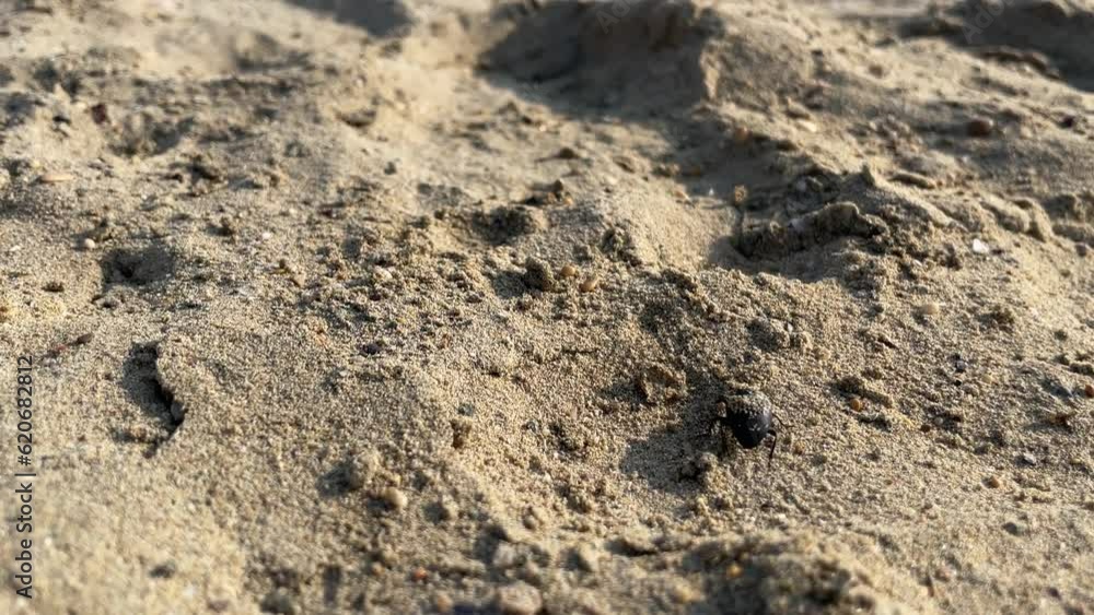 black bug walking on the beach sand and there is wave sound black bug walking on the beach sand and there is wave sound