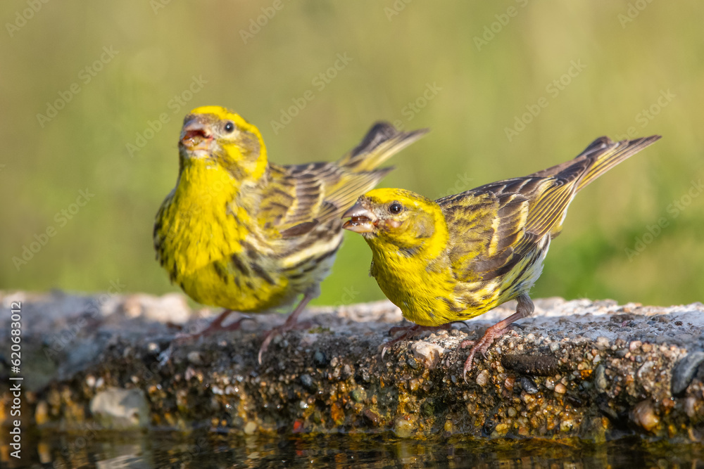 Küçük iskete » European Serin » Serinus serinus Küçük iskete » European Serin » Serinus serinus
