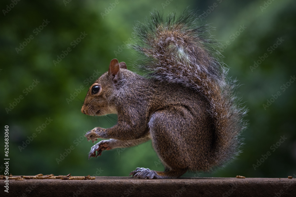 squirrel eating on a wooden platform with a green background squirrel eating on a wooden platform with a green background