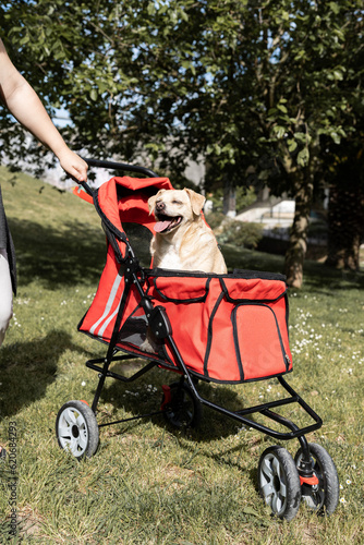 person transporting sick disabled dog in cart