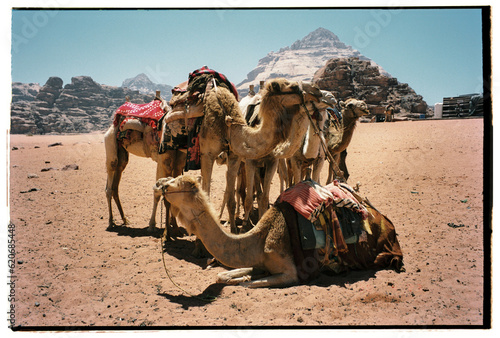 Camel caravan in the desert photo
