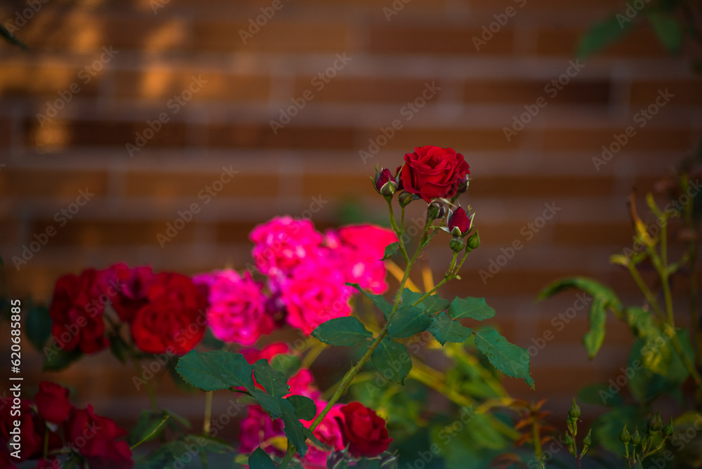 floral background. roses in the garden