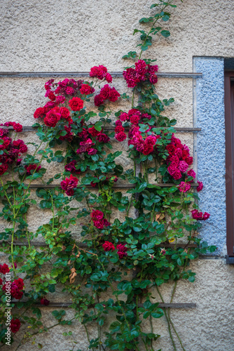 floral background. roses in the garden on the background of the wall