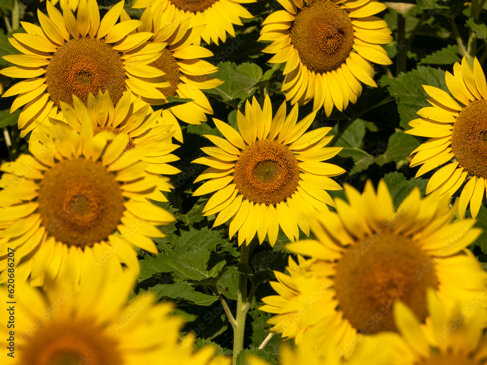 ひまわりの里（北海道雨竜郡北竜町）