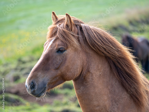 Beautiful icelandic horses of brown and black colors running fast with their manes blowing in the wind.