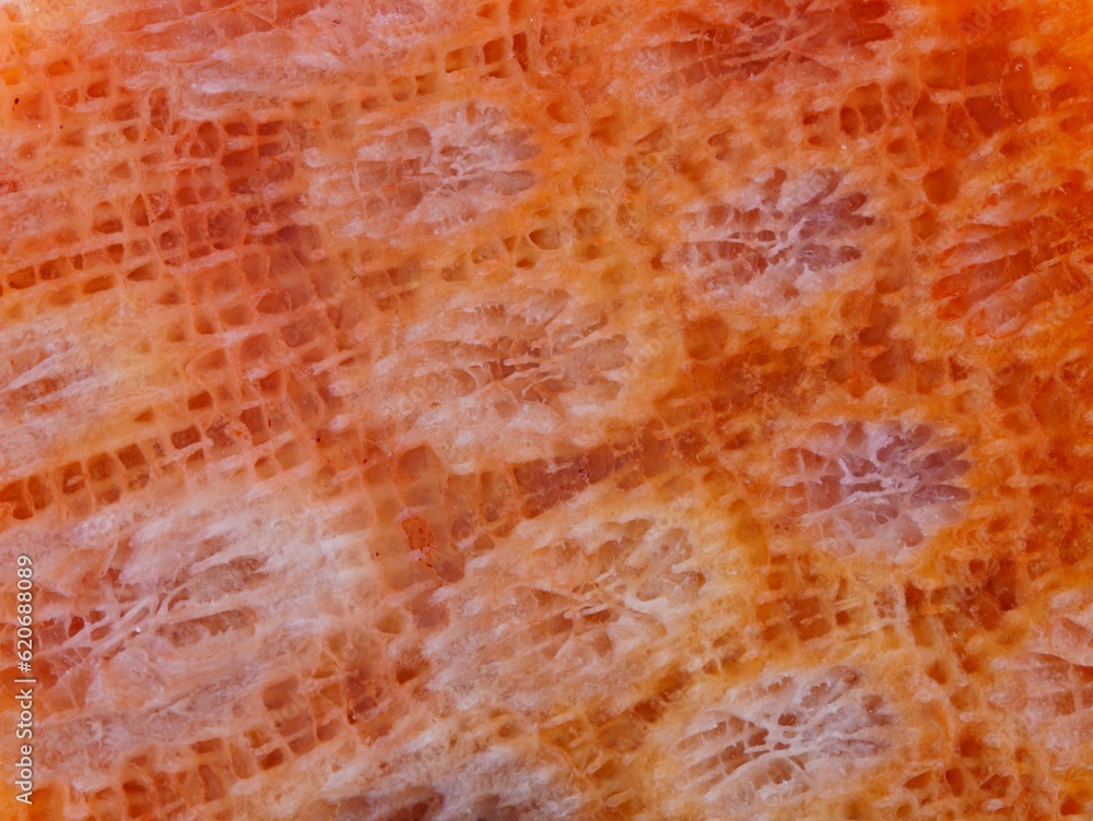 coral skeleton fossil crystal with roe spots texture detail coral skeleton fossil crystal with roe spots texture detail