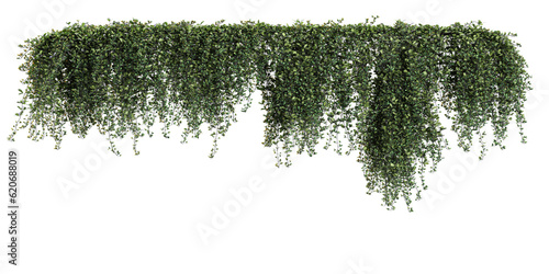 Collection of parthenocissus sikkimensis, sikkim creeper on isolated transparent background photo