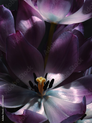 purple tulip petals on dark background