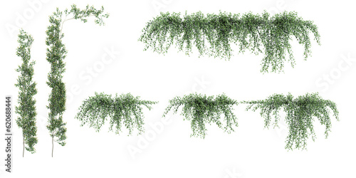 Collection of Rosemarinus officinalis prostrate, Creeping resemary  on isolated transparent background