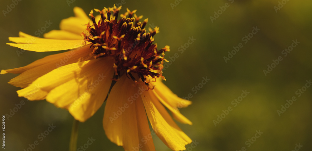 Stiff greenthread perennial flower closeup with blurred background for spring season concept, by copy space. Stiff greenthread perennial flower closeup with blurred background for spring season concept, by copy space.