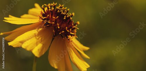 Stiff greenthread perennial flower closeup with blurred background for spring season concept  by copy space.